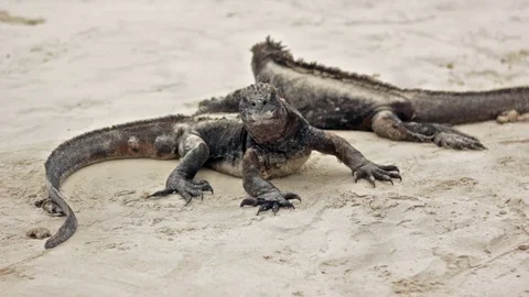 Iguana Lays and spits Stock Footage 80662561