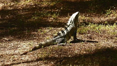 Iguana leaving Stock Footage 126879490