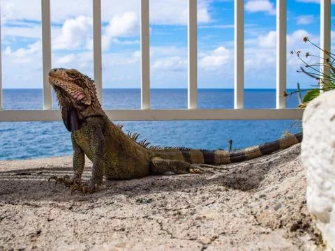 Iguana On Ledge Over Ocean Stock Photos