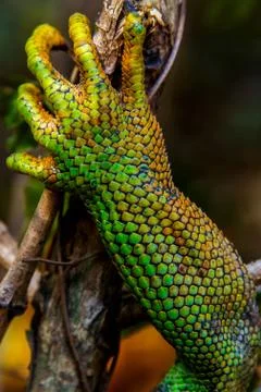 Iguana leg Stock Photos