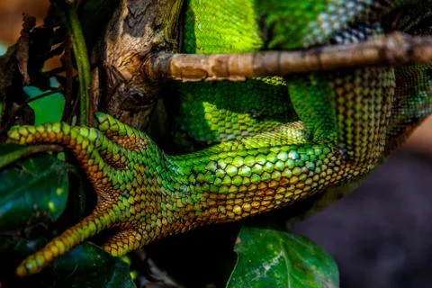 Iguana leg Stock Photos