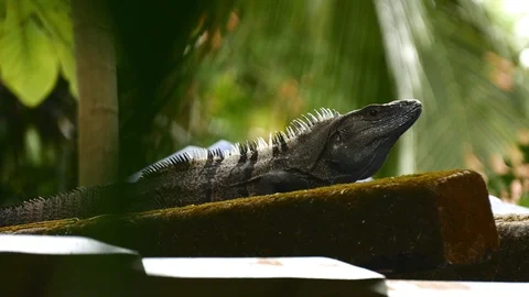 Iguana licking lips Stock Footage 126790930