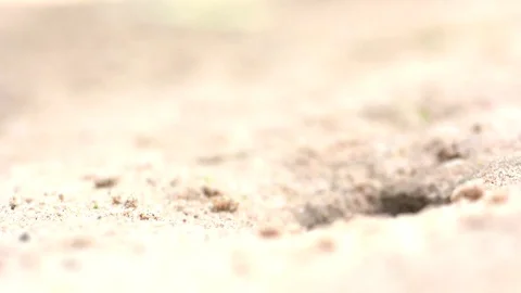 Iguana live in the hole,time lapse  Stock Footage 79906738