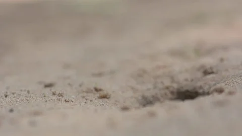 Iguana live in the hole,time lapse  Stock Footage 79906832