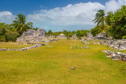 Iguana lizard in ancient ruins of Maya in El Rey Archaeological Zone near Can Stock Photos