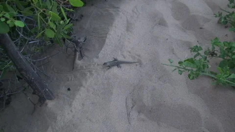 Iguana lizard basks on white sand of island next to bushes. Stock Footage 232817286