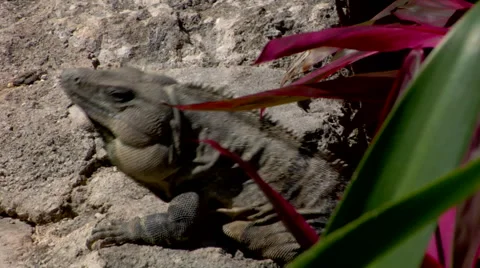 Iguana Lizard cocking neck animal behavior communication Stock Footage 40668927