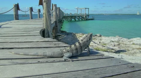 Iguana Lizard on Dock At Tropical Beach Tracking Shot Stock Footage 61155024