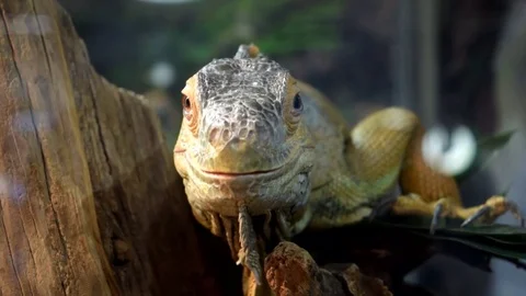 Iguana lizard in enclosure Stock Footage 71403873