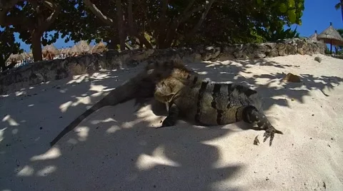 Iguana lizard Stock-Footage 52085863