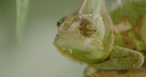 Iguana Lizard Stock Footage 125810467