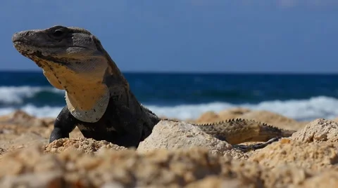 Iguana lizard in front of the ocean Stock-Footage 53405318