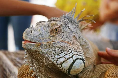 Iguana lizard head with multi color scale in close up Foto stock