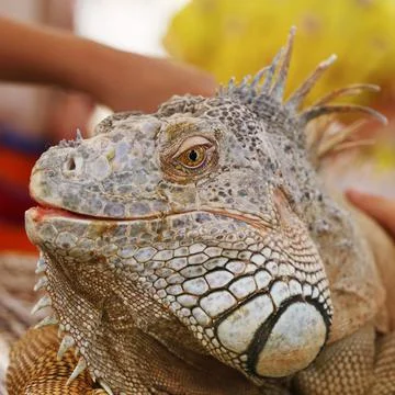 Iguana lizard head portrait with multi color scale in close up Stock Photos