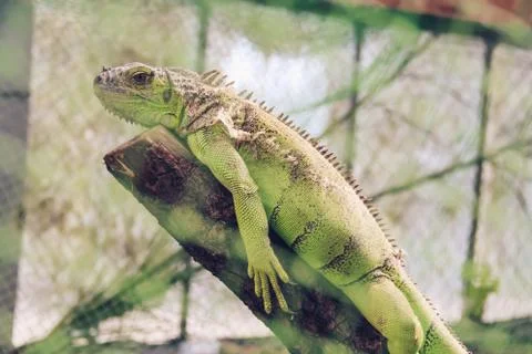 Iguana lizard lies on a tree trunk on a green natural background. Photography Stock Photos