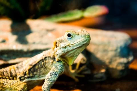 The iguana lizard in nature Stock Photos