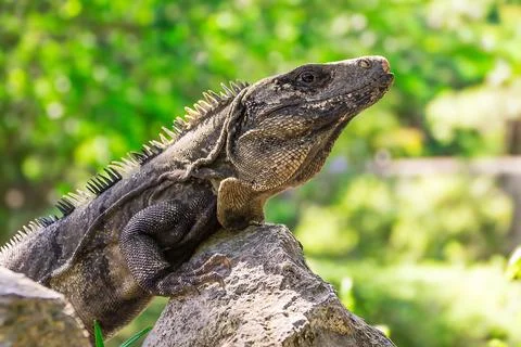 Iguana lizard perched on a rock, basking in the sunlight. Close-up Stock Photos