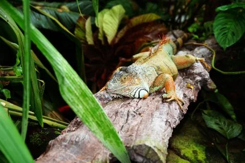 Iguana lizard Stock Photos