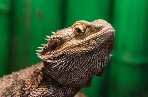 Iguana lizard portrait close up Stock Photos