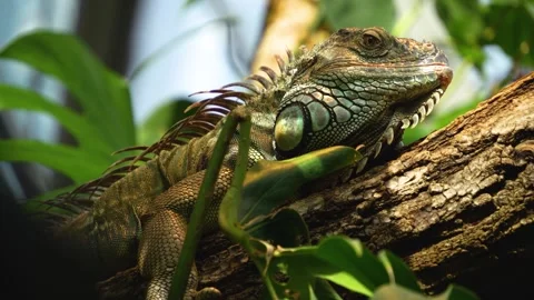 An iguana lizard relaxing Video stock 269692137