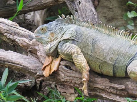 Iguana, lizard resting on trunk fallen in the shade Stock Photos