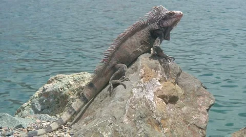 Iguana Lizard on Rock, Water in Backgorund Stock-Footage 965236