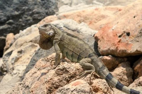 Iguana lizard on the rocks. Stock Photos