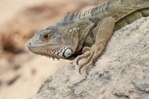 Iguana lizard on the rocks. Stock Photos