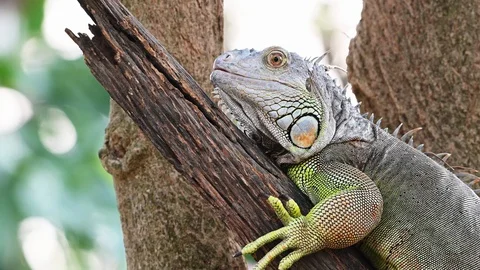 Iguana lizard sits on a tree branch Stock Footage 116599147