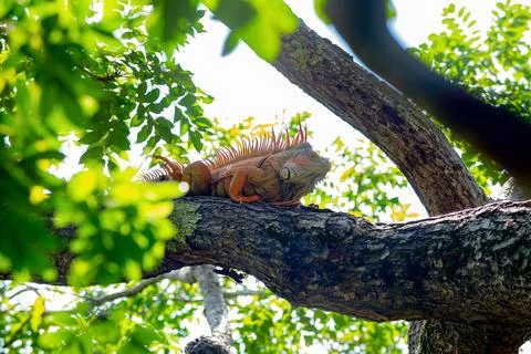 Iguana lizard on the tree. iguana lizard in nature. photo of iguana lizard Stock Photos