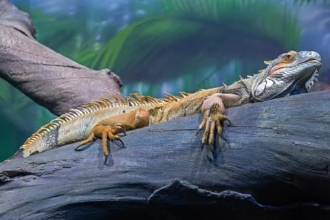 Iguana lizard zoo Stock Photos