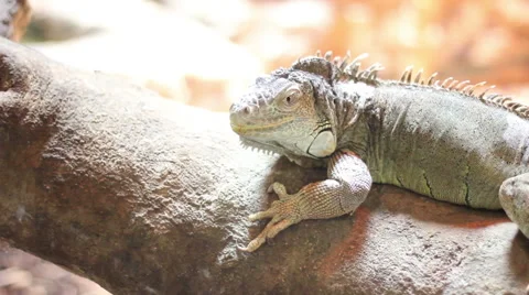 Iguana on a Log Stock Footage 48636515