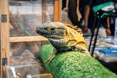 Iguana on a log Foto stock