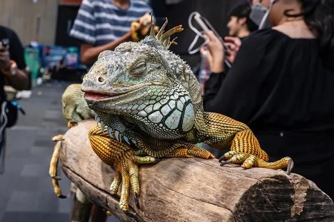 Iguana on a log Stock Photos
