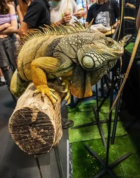 Iguana on a log Foto stock