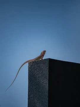 An iguana with a long dangling tail is on the wall. Foto stock