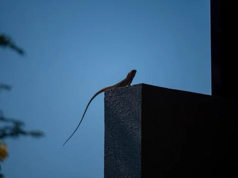 An iguana with a long dangling tail is on the wall. Stock Photos