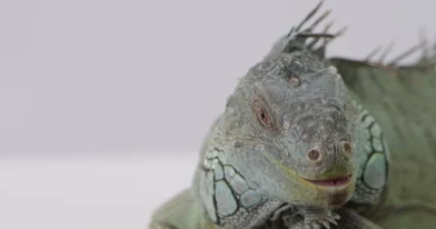 Iguana look up at camera Stock Footage 66789140
