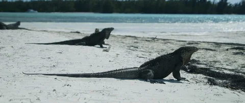Iguana looking around on the beach Stock-Footage 102197907