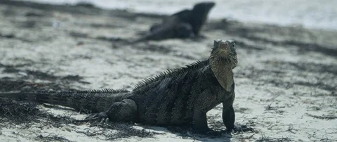 Iguana looking around on the beach Stock-Footage 102199715