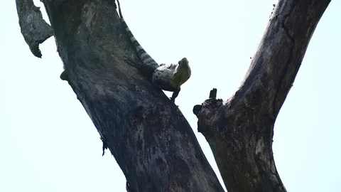 Iguana looking around Stock Footage 126726198
