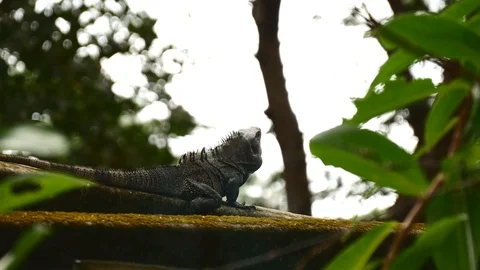 Iguana looking around Stock Footage 126790929