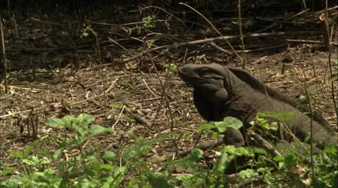 Iguana looking around forest floor Stock Footage 22668420