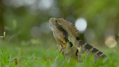 Iguana looking around in grass and into camera in Brisbane Botanical Gardens Stock Footage 344275283