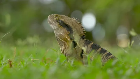 Iguana looking around in grass in Brisbane Botanical Gardens, Queensland Stock Footage 344278434