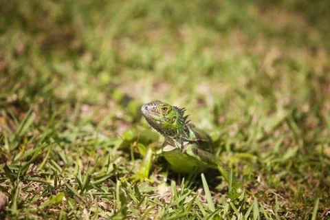 Iguana Looking Around Stock Photos