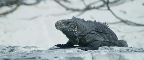 Iguana looking around on the rock Stock-Footage 102200455