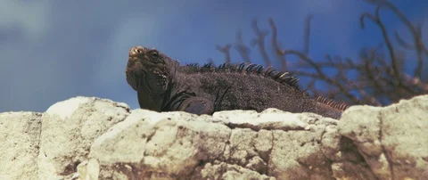 Iguana looking around on the rock Stock-Footage 102201197