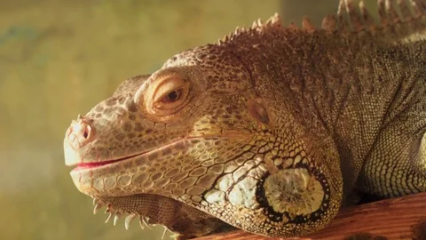 Iguana looking at the camera Stock Footage 74394364