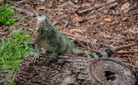 An Iguana looking at the camera in its natural habitat Stock Photos